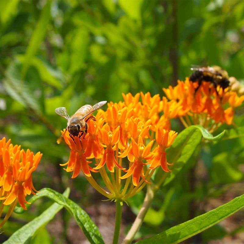Butterfly Weed Seeds - Image 7