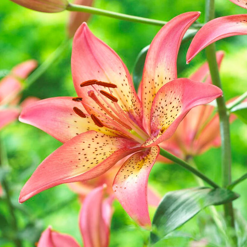 Trogon Asiatic Lily