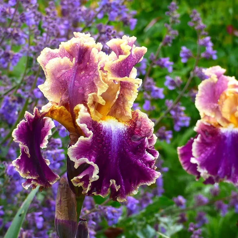Crystal Ball Bearded Iris Collection - Image 5