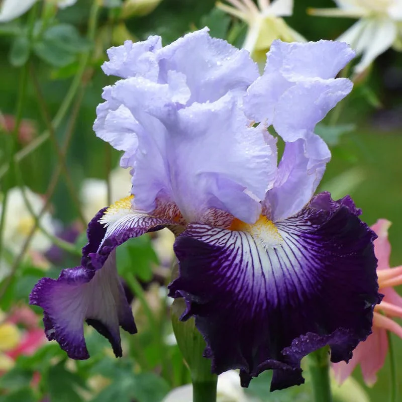 Crystal Ball Bearded Iris Collection - Image 6