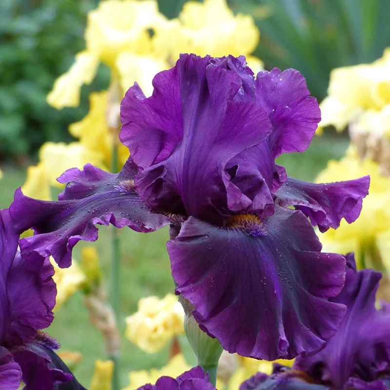 For Veronica Bearded Iris