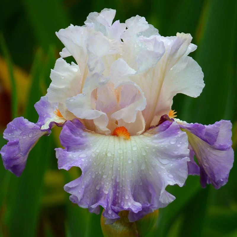 Polite Applause Bearded Iris