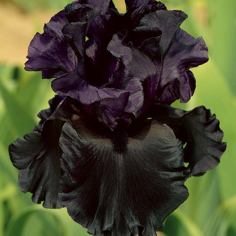 Raven Girl Bearded Iris