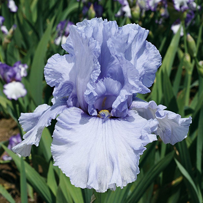 Sea of Love Reblooming Bearded Iris