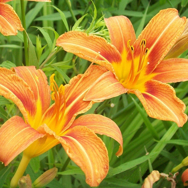 Beautiful Bouquets Pre-Planned Garden - Image 12