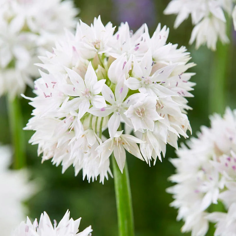 Shades of Allium Bulb Collection - Image 3