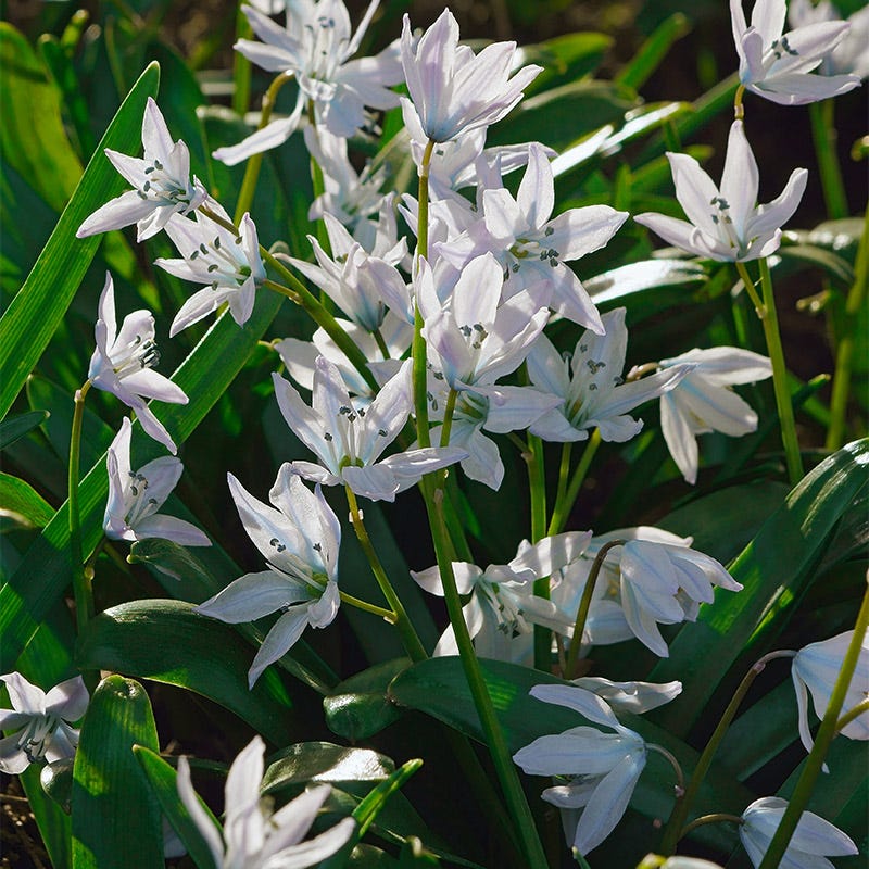 Precious Pearls Bulb Collection - Image 4