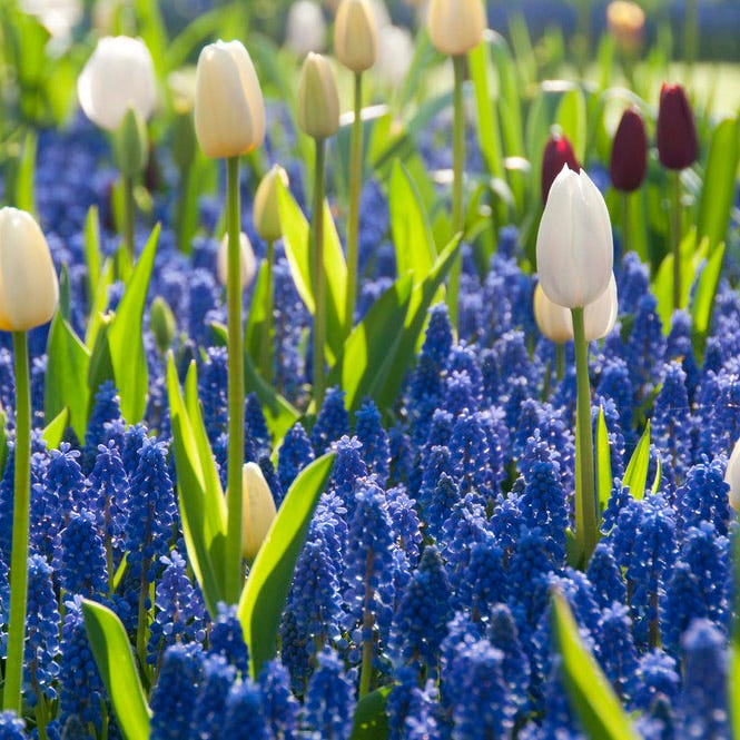 Grape Hyacinth - Image 4
