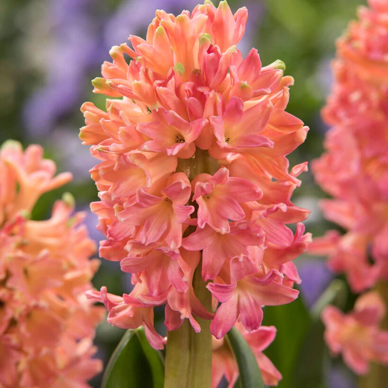 Sweet Invitation Hyacinth