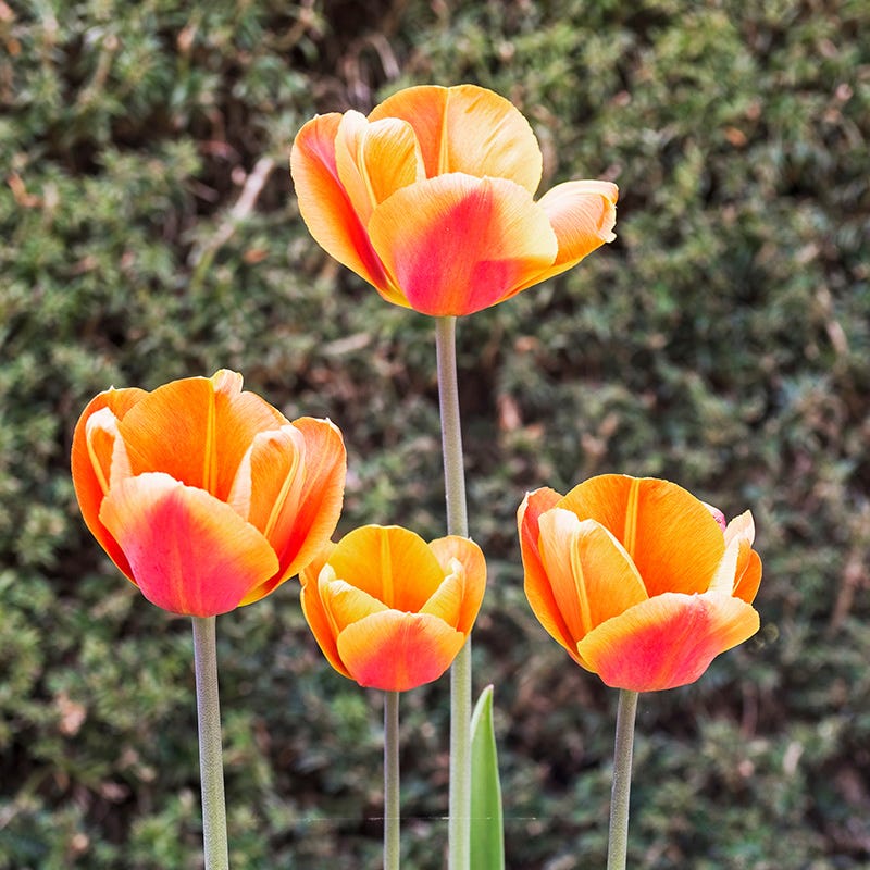 Dordogne Single Late Tulip