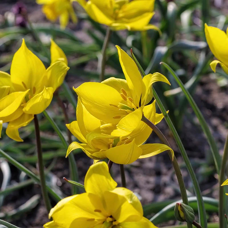 Wild Woodland Tulip