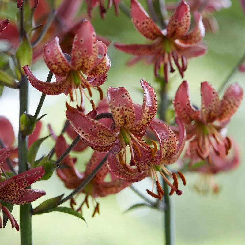 Manitoba Morning Martagon Lily - Image 2