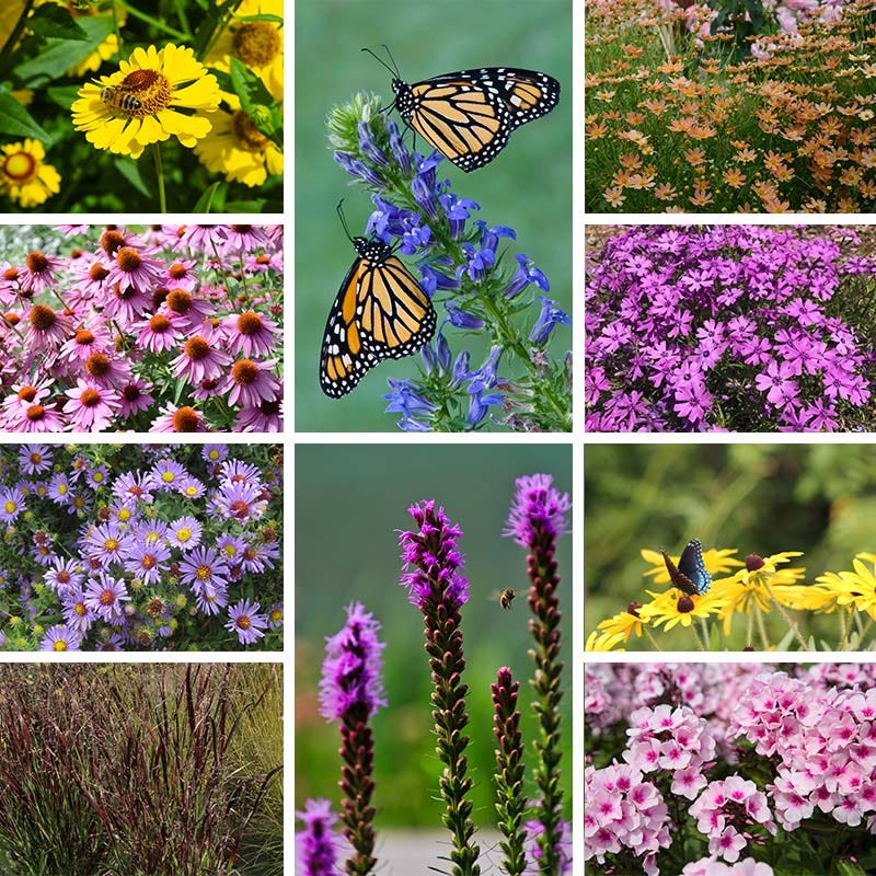 Natural Nectar Native Pre-Planned Garden - Image 3