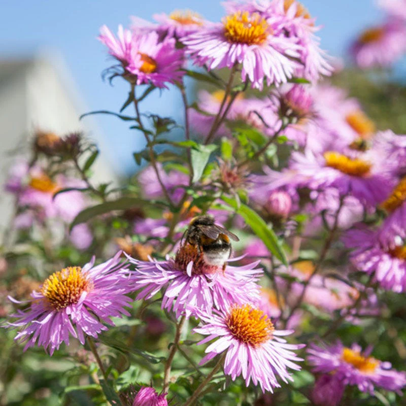 Eastern Monarch Refuge Plant Collection - Image 8