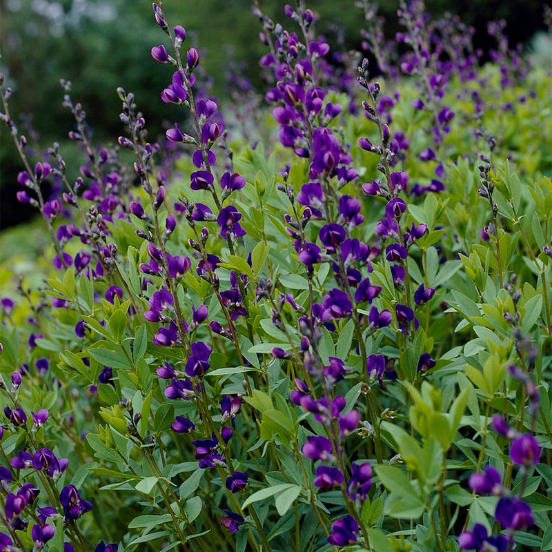 Baptisia