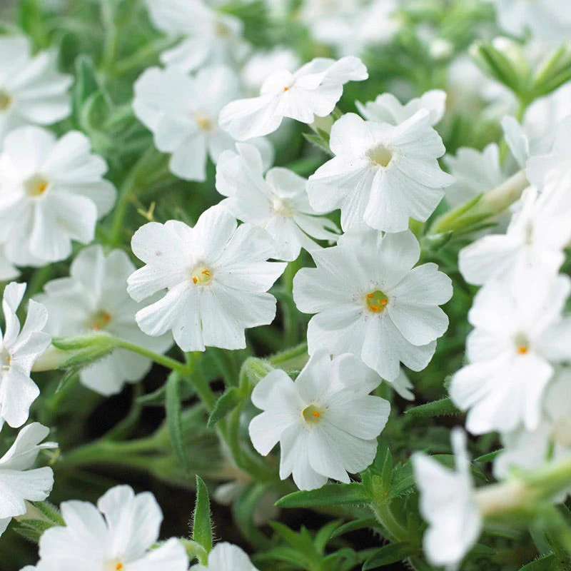 Carefree Creeping Phlox Collection - Image 5