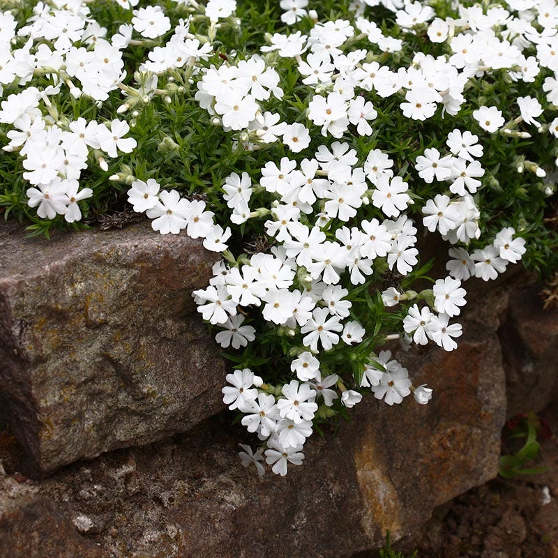 Snowflake Creeping Phlox