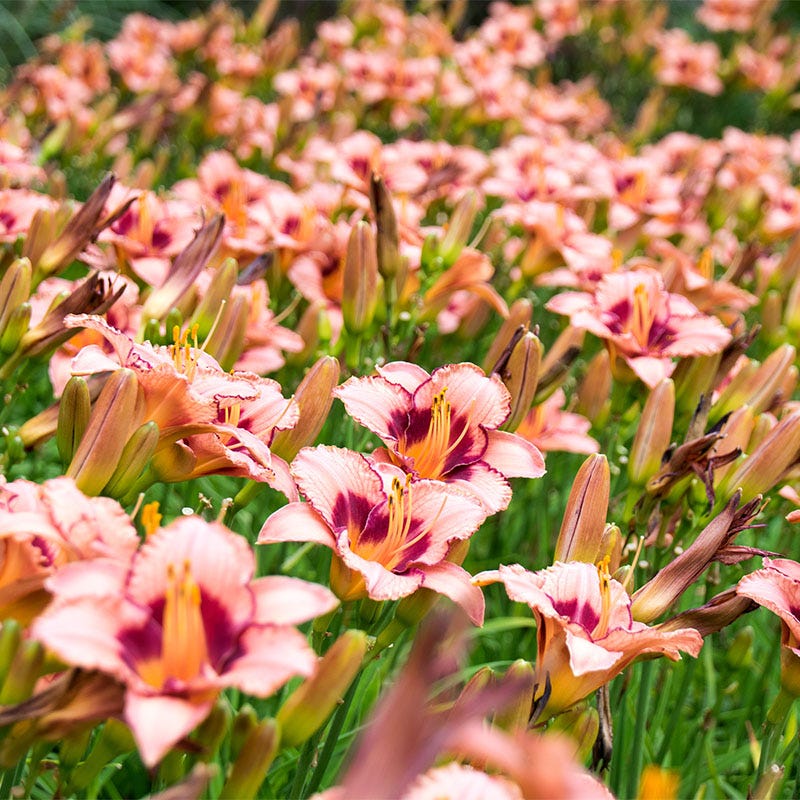 Strawberry Candy Reblooming Daylily - Image 3