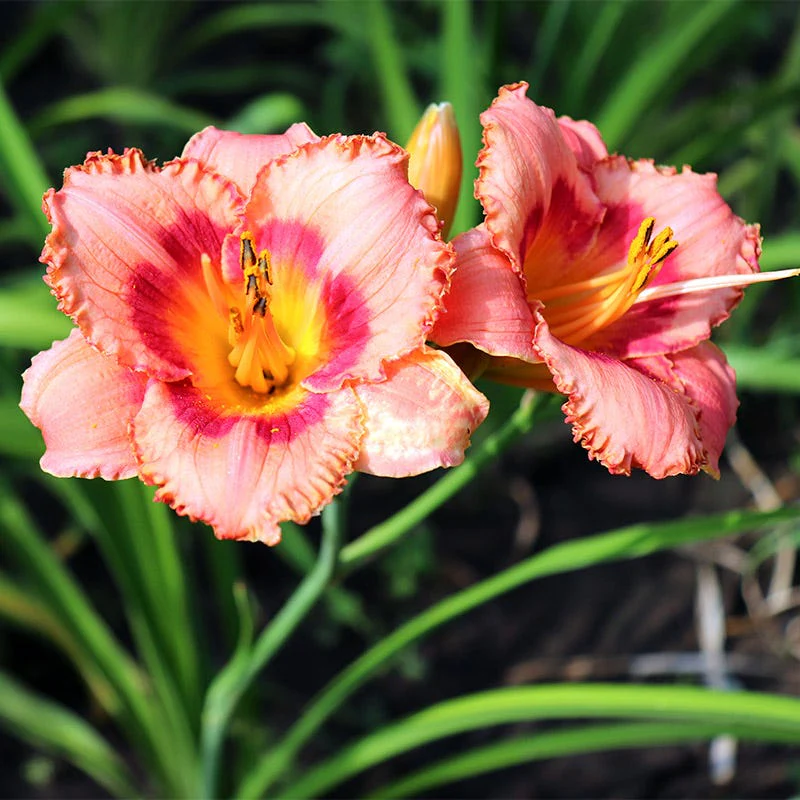 Strawberry Candy Reblooming Daylily - Image 4