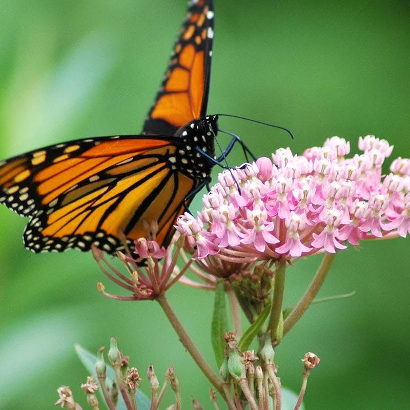Eastern Monarch Refuge Plant Collection - Image 3