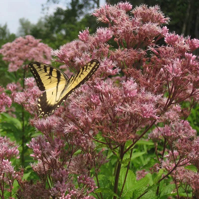 Eastern Monarch Refuge Plant Collection - Image 7