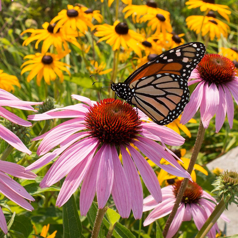 Monarch Butterfly Essentials Native Seed Packet Set - Image 4