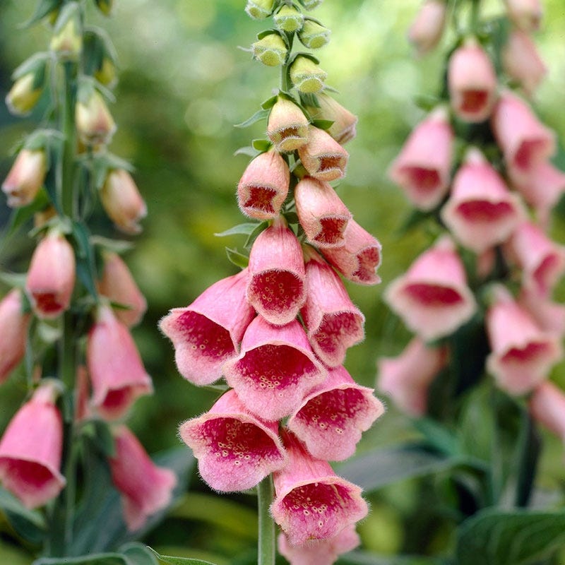 Merton Foxglove - Image 3