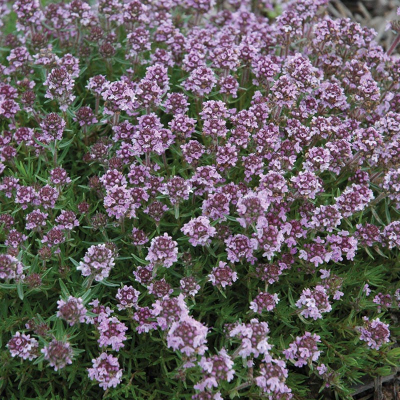 Fragrant Low Grow Plant Collection - Image 3