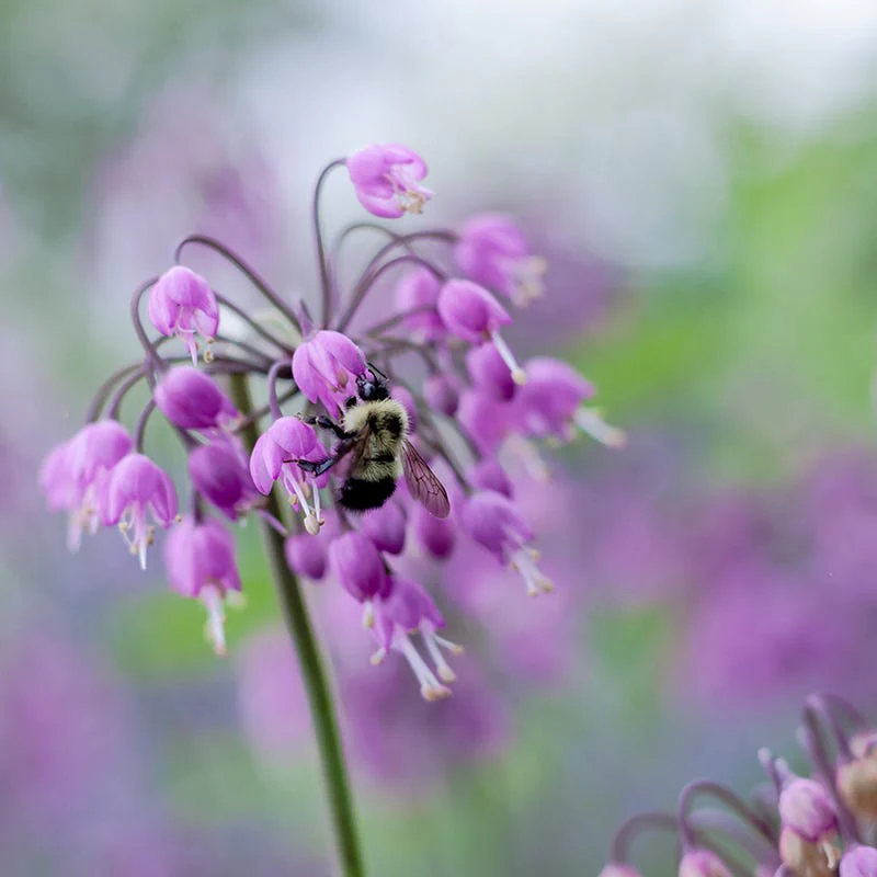Fragrant Low Grow Plant Collection - Image 4