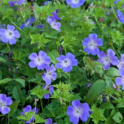 Rozanne Geranium