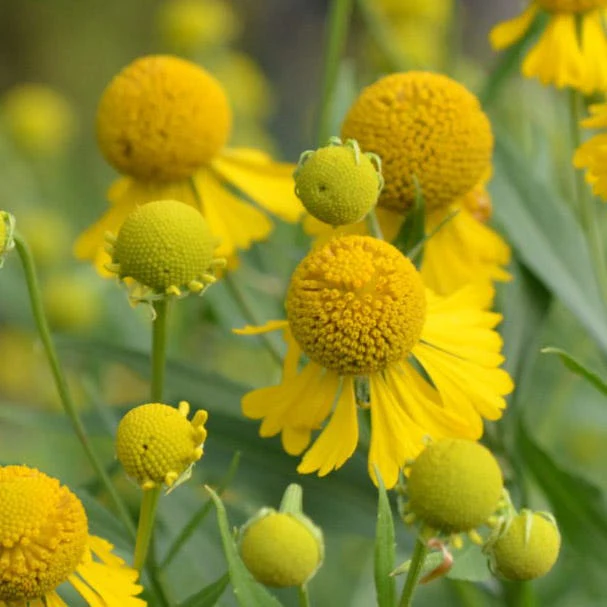 Helenium autumnale