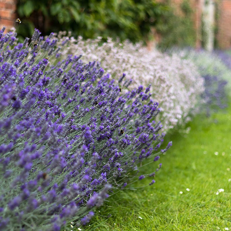 Checkerboard Low Grow Lavender Collection - Image 5