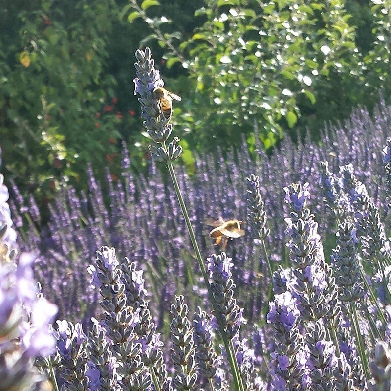 Lavender Retreat Plant Collection - Image 7