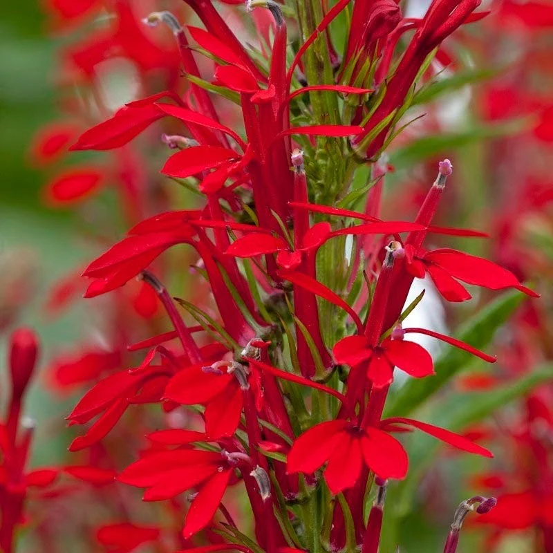 Mini Hummingbird Hangout Plant Collection - Image 6