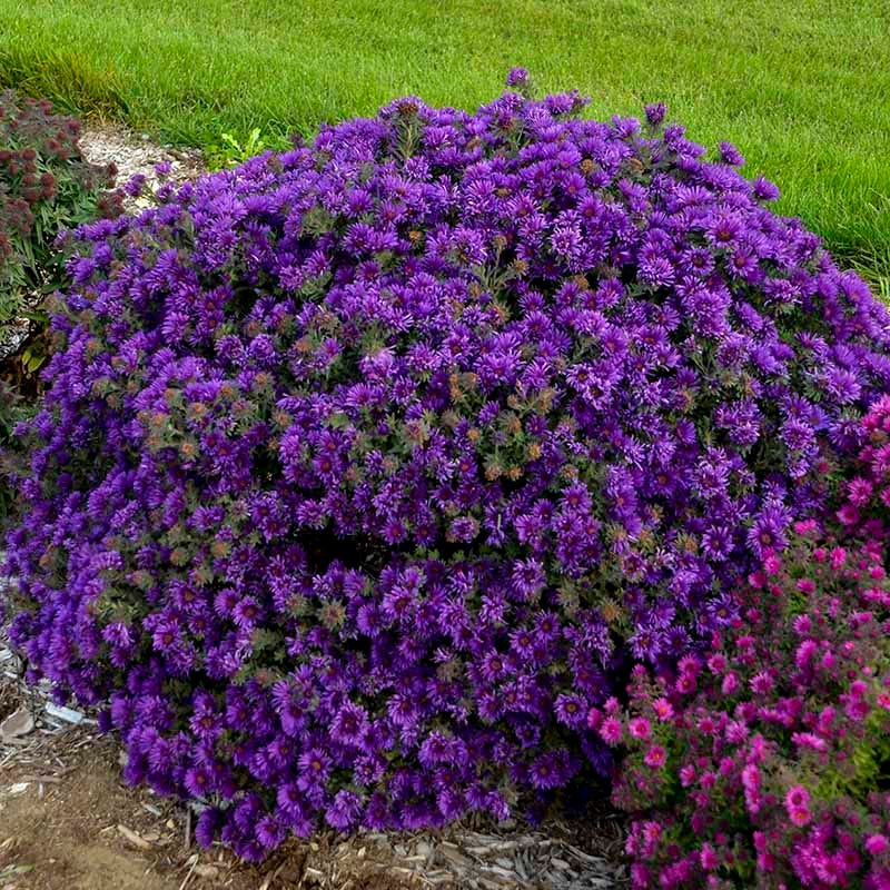 Grape Crush New England Aster - Image 5