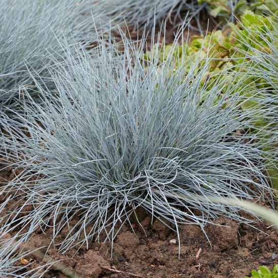 Elijah Blue Fescue Grass