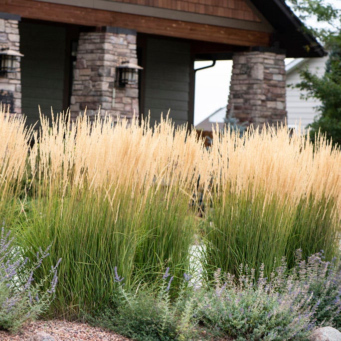 Karl Foerster Feather Reed Grass