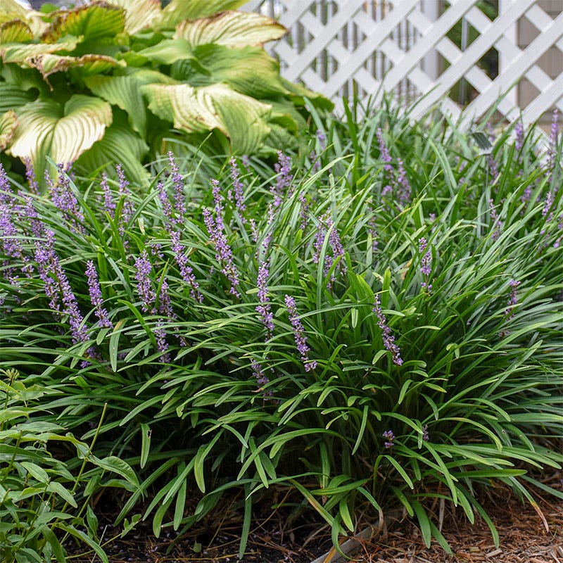 Big Blue Liriope Grass - Image 2