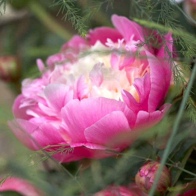 Bowl of Beauty Peony
