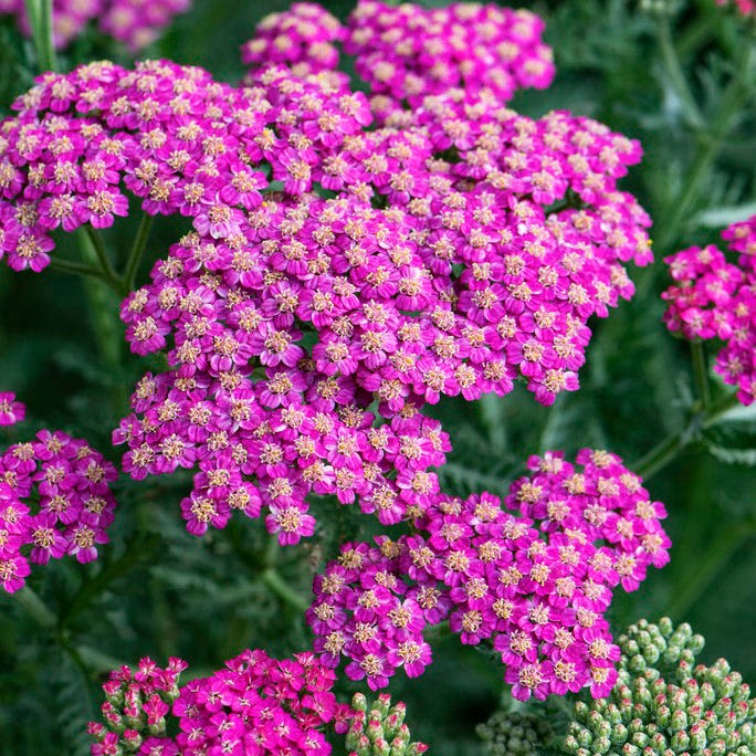 Rugged Beauty Curb Appeal Plant Collection - Image 5