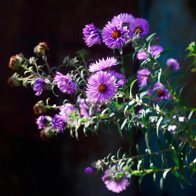 Pollinator Meadow Native Plant Collection - Image 3