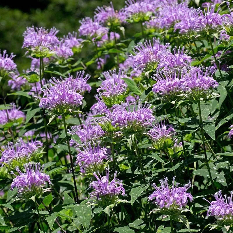 Pollinator Meadow Native Plant Collection - Image 5