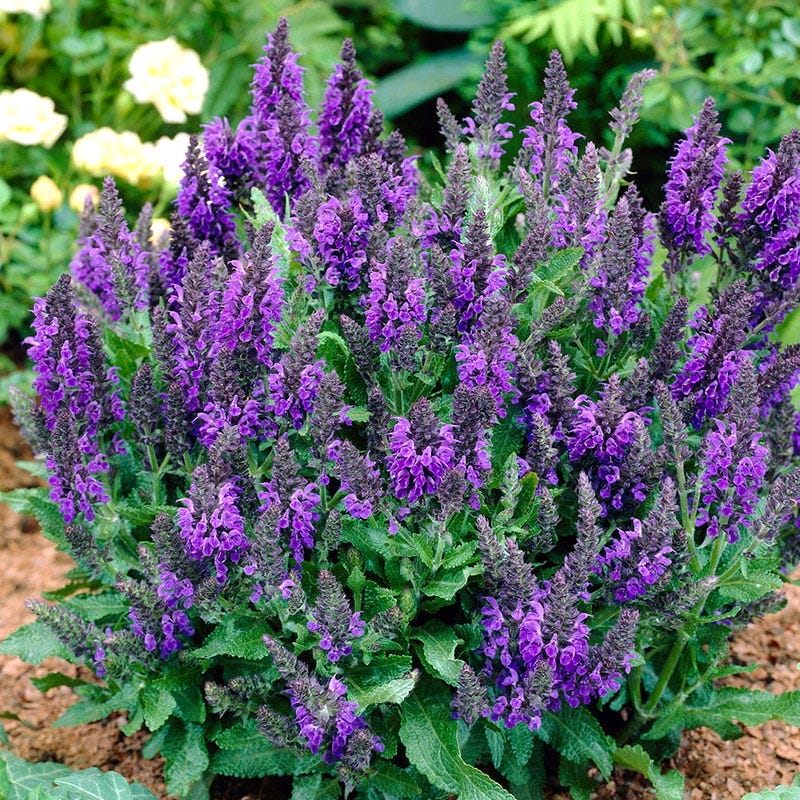 Marcus® Meadow Sage