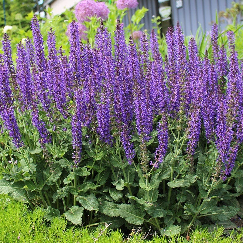 May Night Salvia