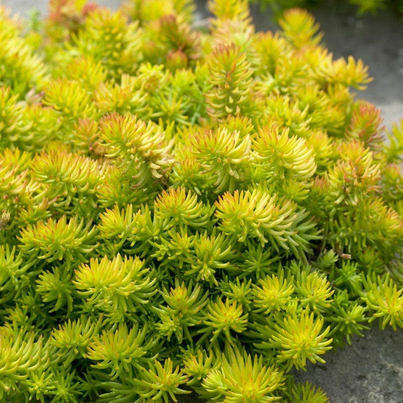 Angelina Sedum