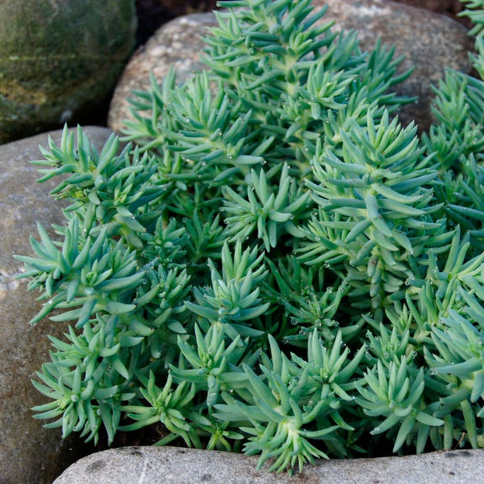 Blue Spruce Sedum