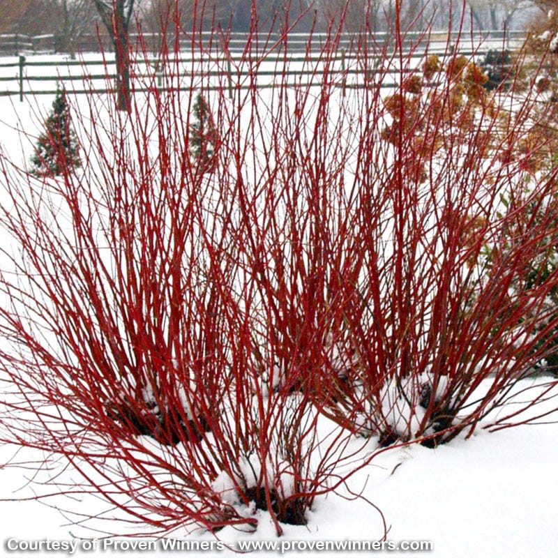Rain Resilience Native Pre-Planned Garden - Image 7