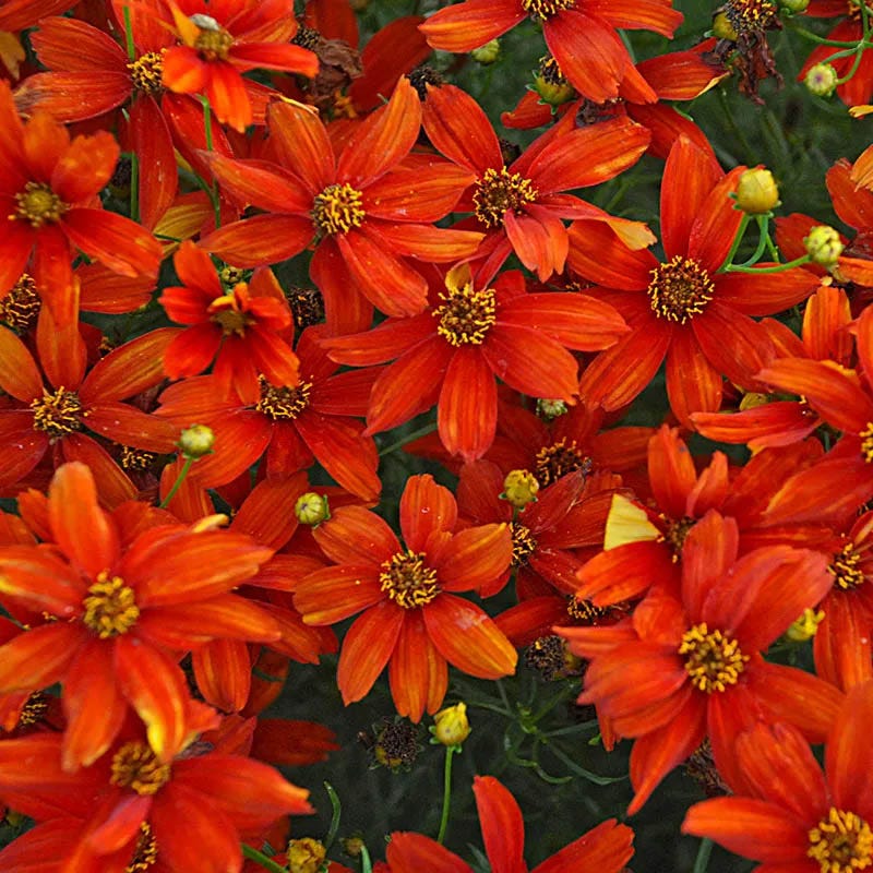 Spicy Summer Sun Low Grow Plant Collection - Image 4