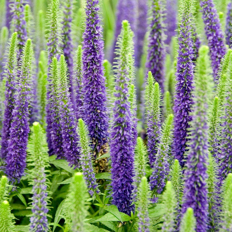 Royal Candles Veronica
