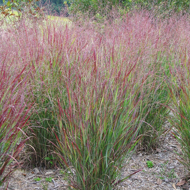 Rain Resilience Native Pre-Planned Garden - Image 11